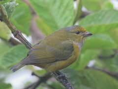 Euphonia pectoralis