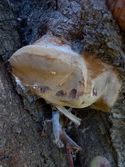 Phellinus