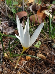 Crocus ochroleucus