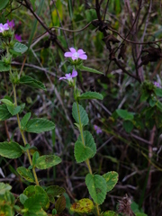 Melochia spicata