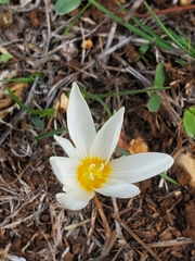 Crocus ochroleucus