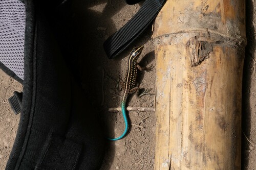 Seven-lined Ameiva