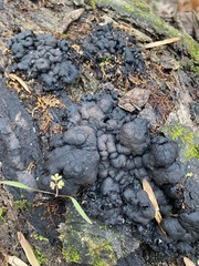 Kretzschmaria deusta