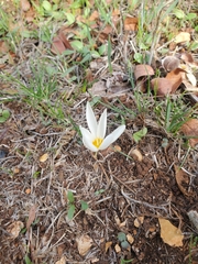 Crocus ochroleucus