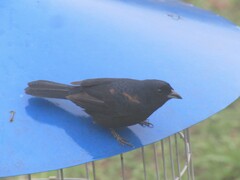 Tachyphonus coronatus