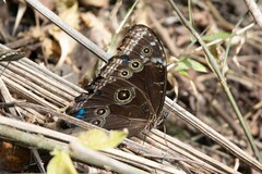 Morpho