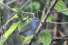 Arremonops rufivirgatus