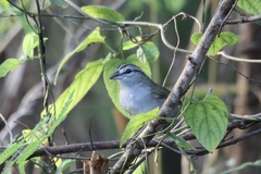 Arremonops rufivirgatus