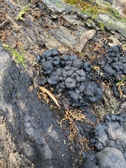 Kretzschmaria deusta