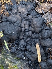 Kretzschmaria deusta