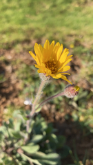 Heterotheca