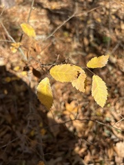 Ulmus alata