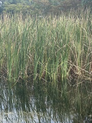 Typha domingensis