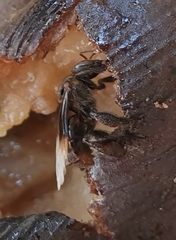 Meliponini