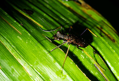 Odontocheila