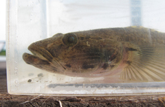 Glossogobius giuris