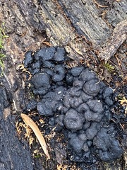 Kretzschmaria deusta