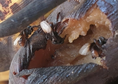 Meliponini
