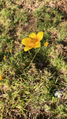 Bidens serrulata