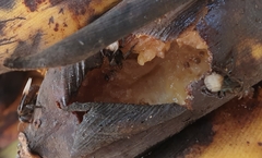 Meliponini