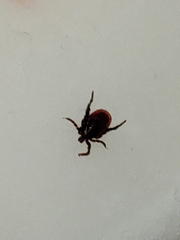 Ixodes pacificus