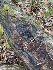 Kretzschmaria deusta