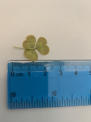 Oxalis