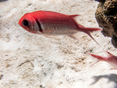 Myripristis jacobus