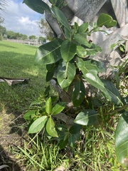 Ficus aurea