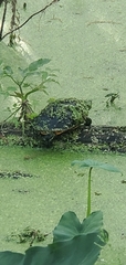 Deirochelys reticularia