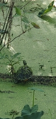 Deirochelys reticularia