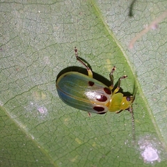 Exora obsoleta