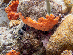 Azurina multilineata