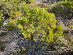 Leucadendron coniferum