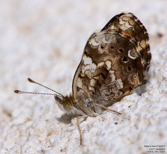 Phyciodes phaon