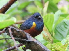 Euphonia pectoralis