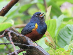 Euphonia pectoralis