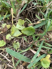 Apiales