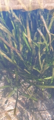 Vallisneria spiralis