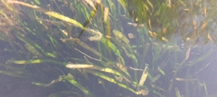Vallisneria spiralis