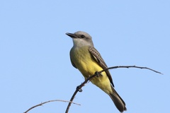 Tyrannus