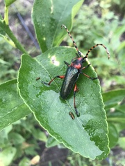 Stenaspis verticalis verticalis