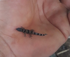 Sphaerodactylus homolepis