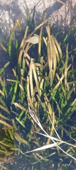 Vallisneria spiralis