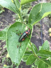 Stenaspis verticalis verticalis