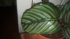 Goeppertia sanderiana