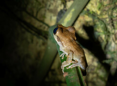 Osteocephalus yasuni