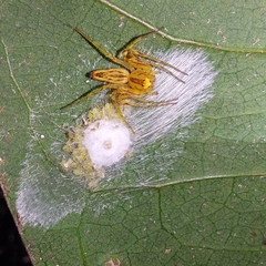 Oxyopes incertus