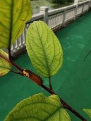 Trypanophora semihyalina