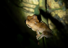 Osteocephalus yasuni